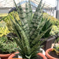 Sansevieria Pandawa (#H45) | Imported Snake Plant