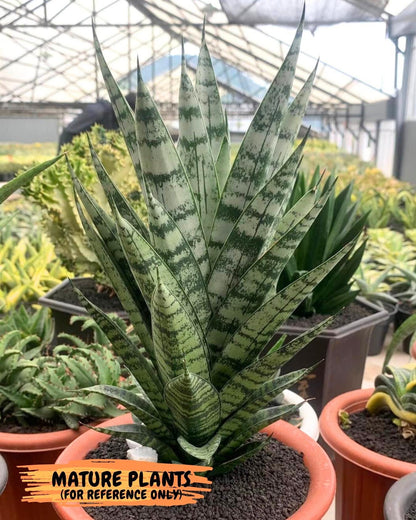 Sansevieria Pandawa (#H45) | Imported Snake Plant