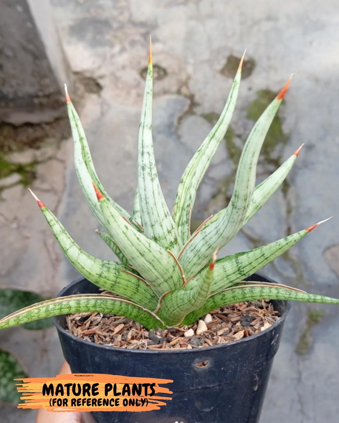 Sansevieria Rudal (Ha5) (7) | Rare Collection