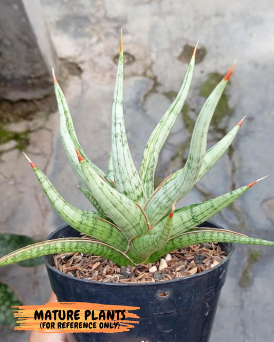 Sansevieria Rudal (#H46) | Imported Hybrid Snake Plant