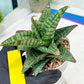 Sansevieria Cordova x dwonsi x gabriela (#H47) | Rare Imported Hybrids