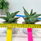 Sansevieria Cordova x dwonsi x gabriela (#H47) | Rare Imported Hybrids
