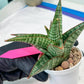 Sansevieria Cordova x dwonsi x gabriela (#H47) | Rare Imported Hybrids