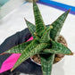 Sansevieria Cordova x dwonsi x gabriela (#H47) | Rare Imported Hybrids