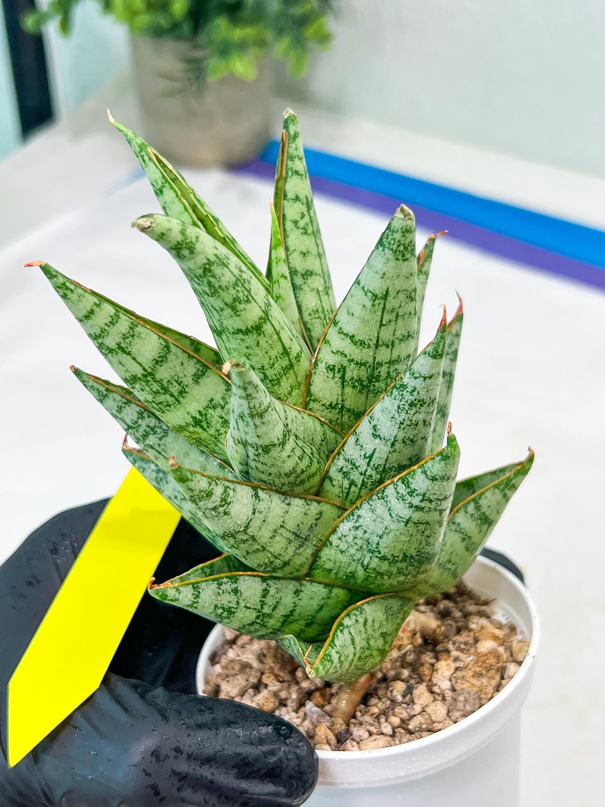 Sansevieria baladewa (#H48) | Snake plant Hybrids