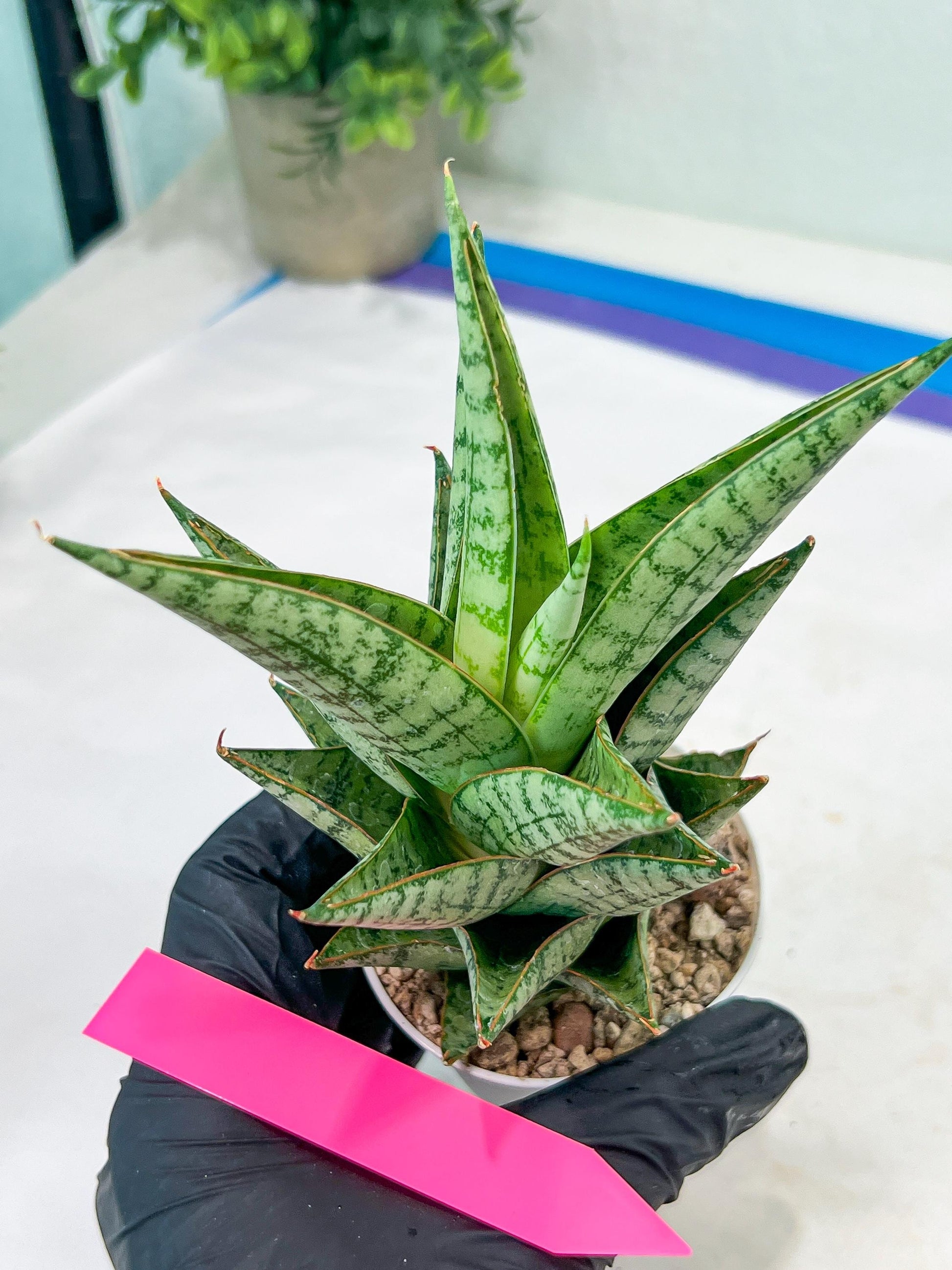 Sansevieria baladewa (#H48) | Snake plant Hybrids