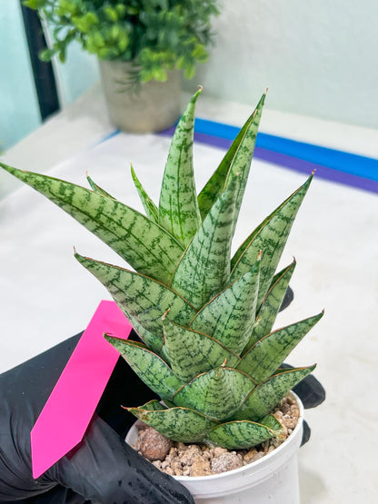 Sansevieria baladewa (#H48) | Snake plant Hybrids