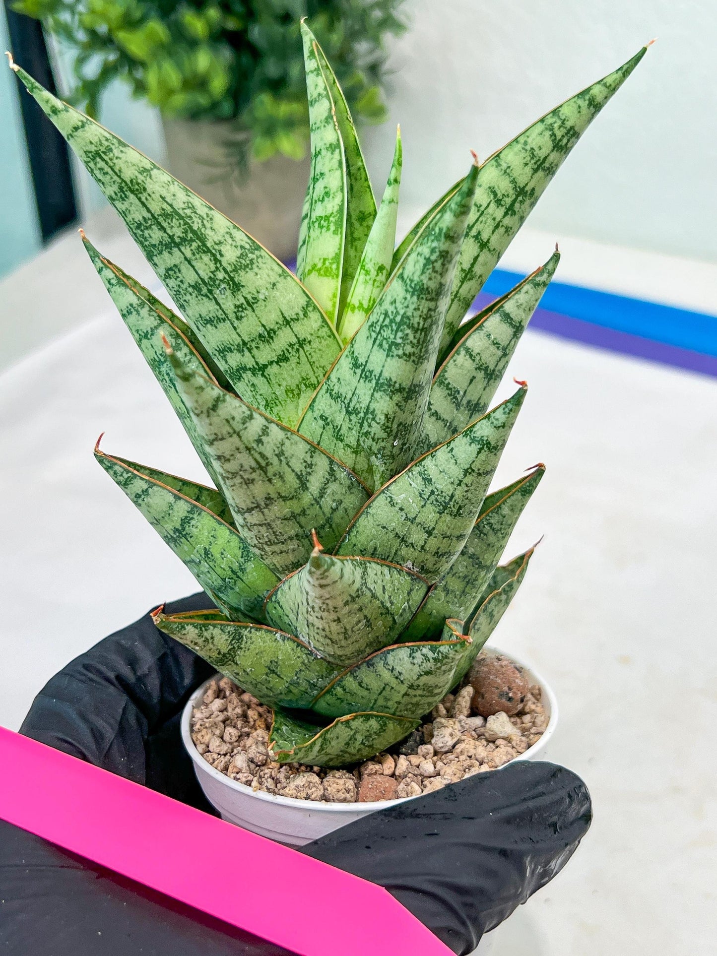 Sansevieria baladewa (#H48) | Snake plant Hybrids