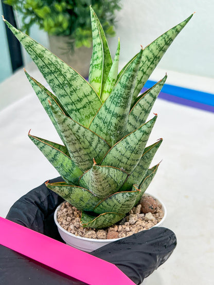 Sansevieria baladewa (#H48) | Snake plant Hybrids