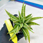 Sansevieria Blue Ice (#H50) | Imported Hybrid Snake Plant