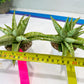Sansevieria Blue Ice (#H50) | Imported Hybrid Snake Plant