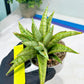 Sansevieria Blue Ice (#H50) | Imported Hybrid Snake Plant