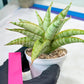 Sansevieria Blue Ice (#H50) | Imported Hybrid Snake Plant