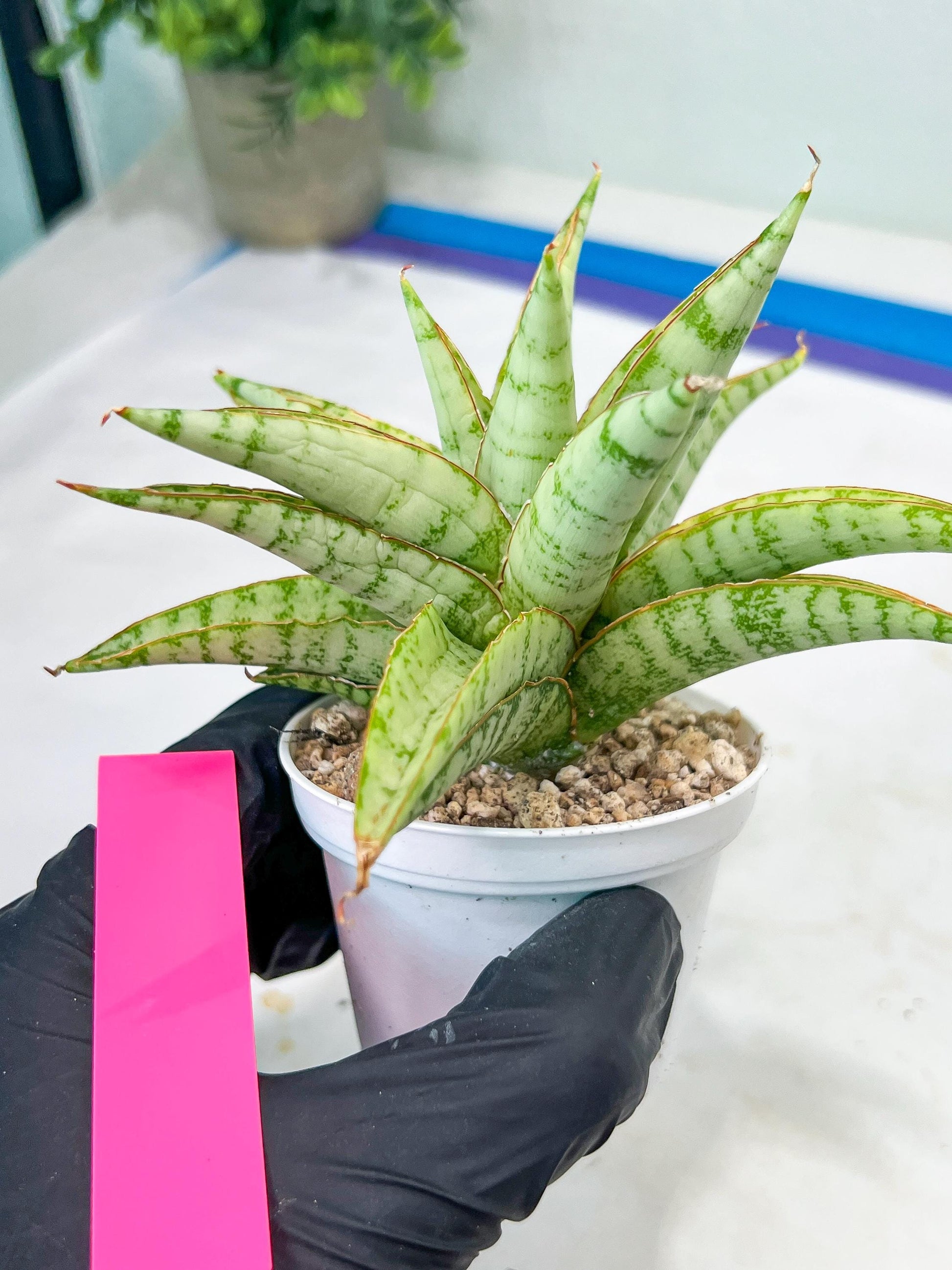 Sansevieria Blue Ice (#H50) | Imported Hybrid Snake Plant