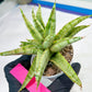 Sansevieria Blue Ice (#H50) | Imported Hybrid Snake Plant