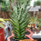 Sansevieria Toxin (#H51) | Imported House Plants