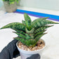 Sansevieria Toxin (#H51) | Imported House Plants