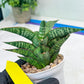 Sansevieria Toxin (#H51) | Imported House Plants