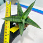 Sansevieria Toxin (#H51) | Imported House Plants