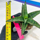 Sansevieria Toxin (#H51) | Imported House Plants
