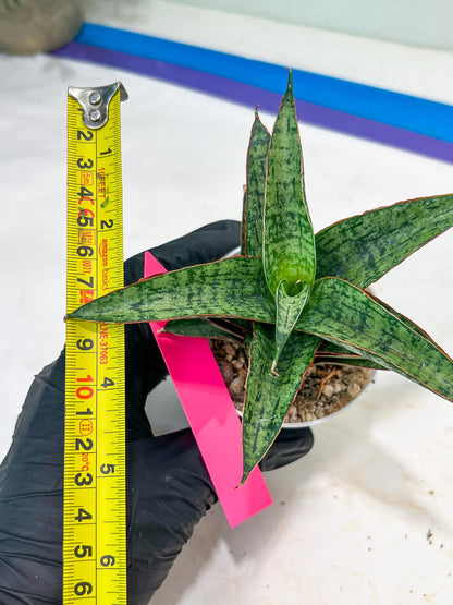 Sansevieria Toxin (#H51) | Imported House Plants