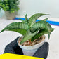Sanseviera MELLA (#H52) | Imported Hybrids