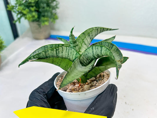 Sanseviera MELLA (#H52) | Imported Hybrids