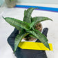 Sanseviera MELLA (#H52) | Imported Hybrids