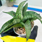 Sanseviera MELLA (#H52) | Imported Hybrids