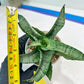 Sanseviera MELLA (#H52) | Imported Hybrids