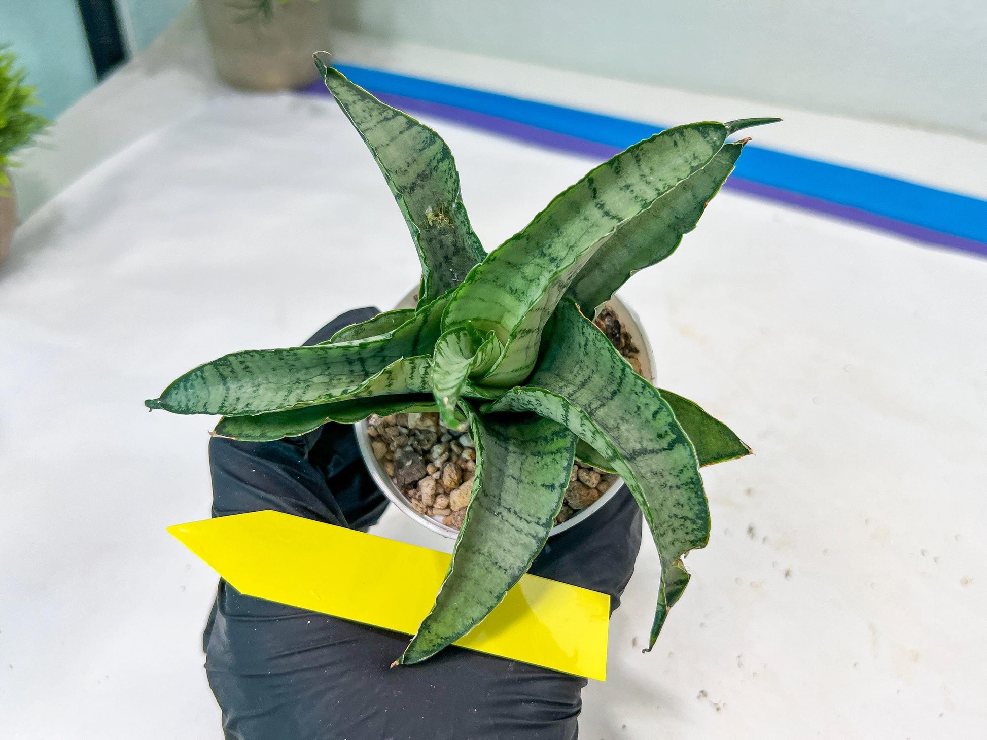Sanseviera MELLA (#H52) | Imported Hybrids