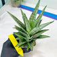 Sansevieria Gepeng (H17) | Imported Snake Plants