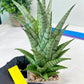 Sansevieria Gepeng (H17) | Imported Snake Plants