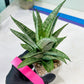 Sansevieria Gepeng (H17) | Imported Snake Plants