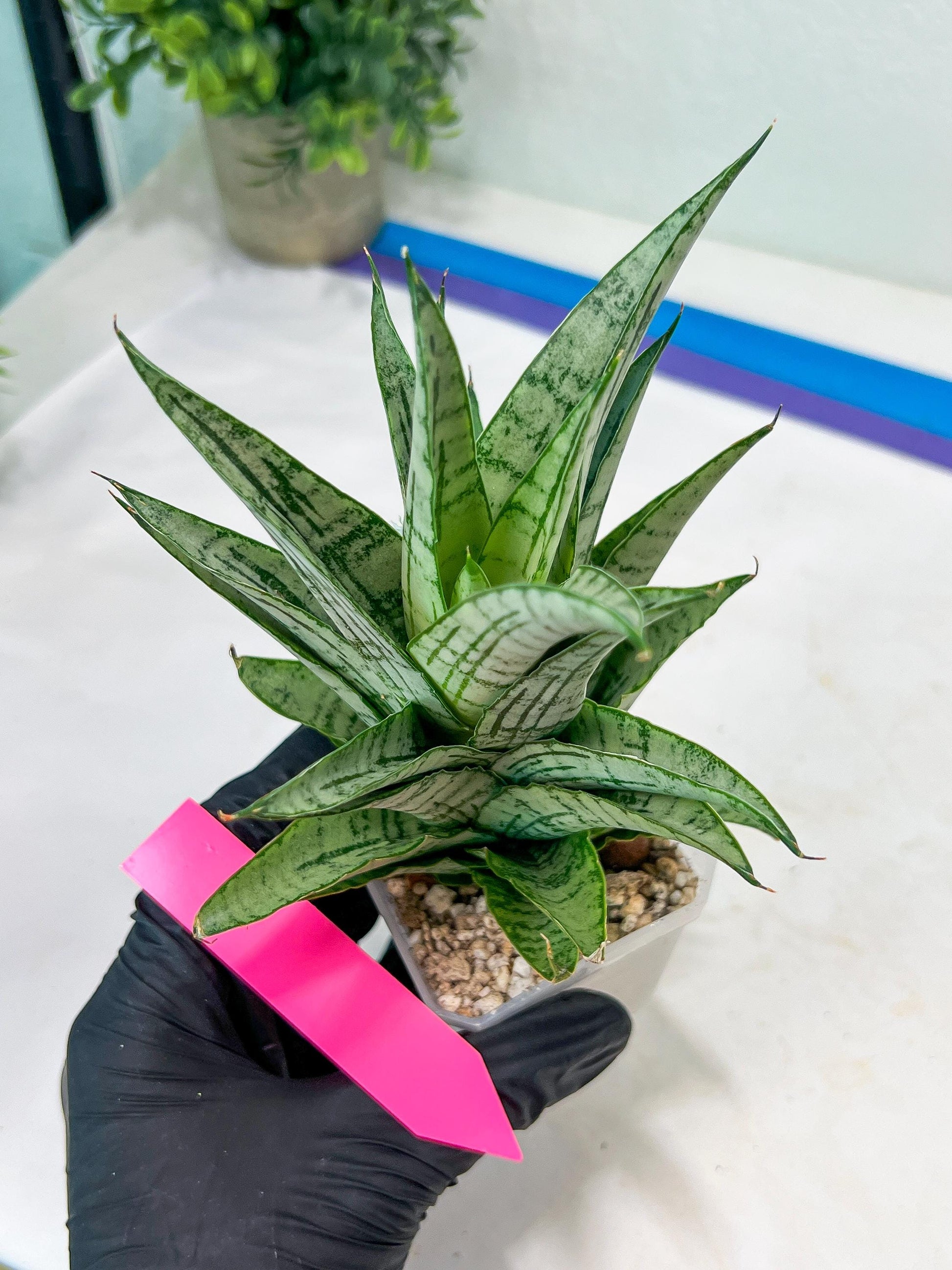 Sansevieria Gepeng (H17) | Imported Snake Plants