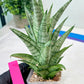 Sansevieria Gepeng (H17) | Imported Snake Plants