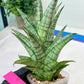 Sansevieria Gepeng (H17) | Imported Snake Plants