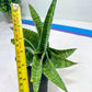 Sansevieria DareDevil (#H53) | Imported Snake Plants