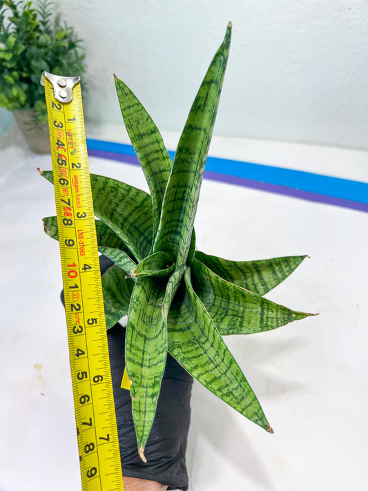 Sansevieria DareDevil (#H53) | Imported Snake Plants