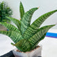 Sansevieria DareDevil (#H53) | Imported Snake Plants