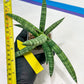 Sansevieria Suffruticosa (#H58) | Imported Snake Plants