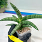 Sansevieria Suffruticosa (#H58) | Imported Snake Plants