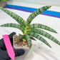 Sansevieria Suffruticosa (#H58) | Imported Snake Plants