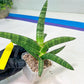 Sansevieria Suffruticosa (#H58) | Imported Snake Plants