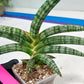 Sansevieria Suffruticosa (#H58) | Imported Snake Plants