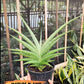Sansevieria Serayu (#H59) | Imported Snake Plants