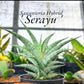 Sansevieria Serayu (#H59) | Imported Snake Plants