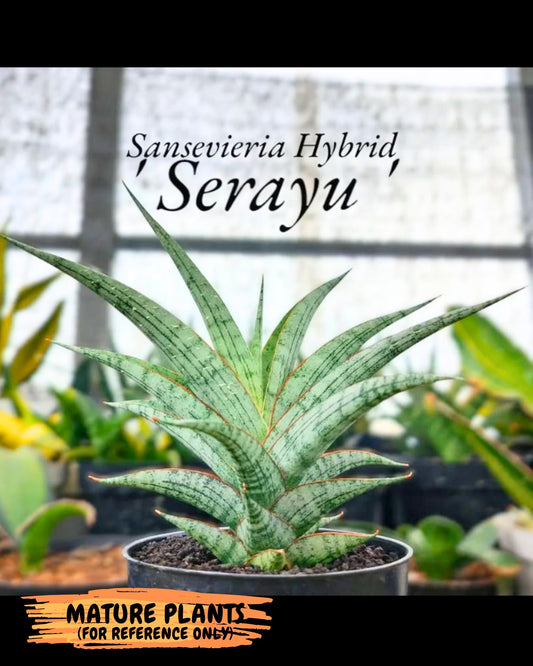 Sansevieria Serayu (Ha2) (2) | Rare hybrid Snake Plant