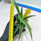 Sansevieria Serayu (#H59) | Imported Snake Plants