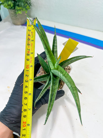 Sansevieria Serayu (#H59) | Imported Snake Plants